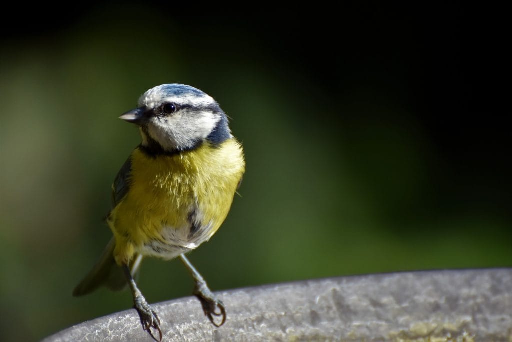 blue tit 3391158 1920