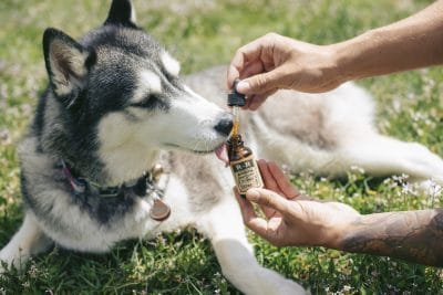 5 Things To Know Before Starting a White Label CBD Brand 9 dog 4432830 1920